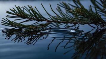 Pine Branch Resting on Water Surface with a Visible Drop Impact photo
