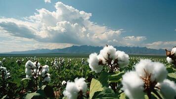 Cotton Field with Green Plants and Mountain Range Under a Cloudy Sky photo