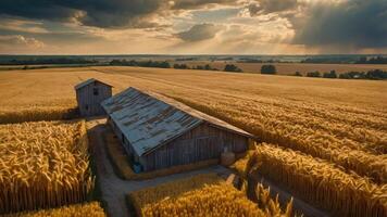 Golden Wheat Field with Old Barn and Dramatic Sky at Sunset photo