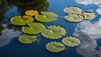 Floating Lily Pads on Pond Reflecting Sky and Tree Canopy photo