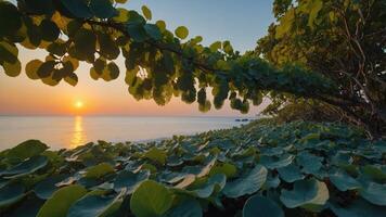 Sunset Glow Over Beach with Green Plants and Branch View photo