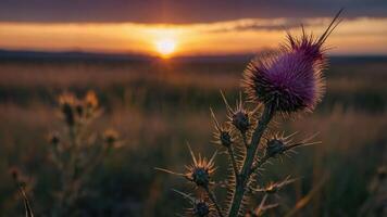 Purple Thistle Flower Blooming at Sunset in a Field of Grass photo