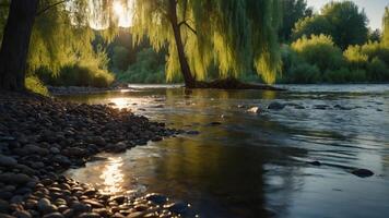River Flowing Through Forest with Sun Shining Through Tree Canopy photo
