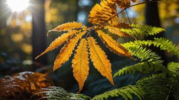 Autumn Leaf Close-up with Ferns and Sunlight Filtering Through Trees photo