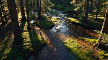 Stream Flows Through Forest with Sunlight and Green Moss Patches photo