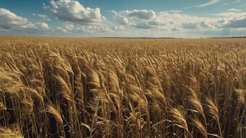 Golden Wheat Field Swaying in Breeze Under a Cloudy Blue Sky photo