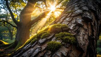 Sunlight Streaming Through Trees in Forest Illuminating Moss Covered Bark photo