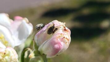 Grey beetles mate during the spring flowering of fruit trees, apple blossoms on the branches on a bright sunny day video