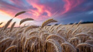 Wheat Field at Dusk with Colorful Sky and Dramatic Cloud Formations photo