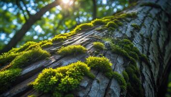 Moss Growing on Tree Trunk with Web in Forest Sunlight photo