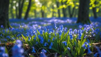 Blooming Bluebell Meadow in Forest with Sunlight Creating Spring Mood photo