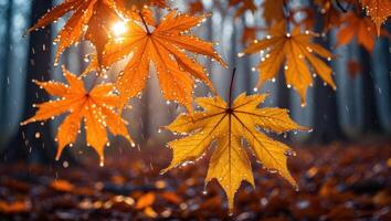 Autumn Leaves in Rain with Sunburst Through Trees in Forest photo