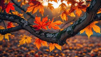 Autumn Leaves on Branch with Sunlight Creating Warm Fall Scene photo