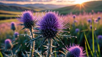 Purple Thistle Blooms Covered in Dew at Sunrise in Meadow photo