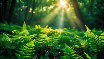 Ferns Forest Floor with Sun Rays Filtering Through Trees Canopy photo
