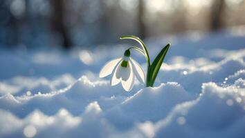 Snowdrop Blooming in Winter Snow Under Sunlight, Symbol of Spring photo