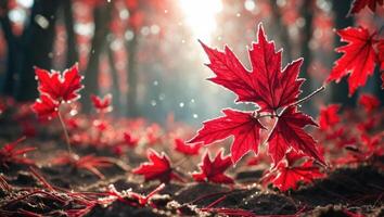 Falling Red Maple Leaves on Ground with Sunlight Filtering Through Trees photo