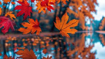 Falling Colorful Leaves Reflected in Water with Trees in Autumn photo
