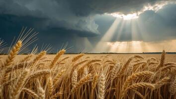 Wheat Field Under Dramatic Sky with Sun Rays Breaking Through Clouds photo