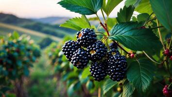 Harvesting Blackberries on the Vine with Lush Green Vineyard Backdrop photo