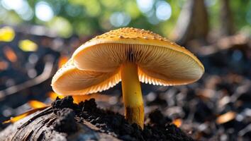Mushroom Growing in Forest Detail with Light Filtering Through Trees photo