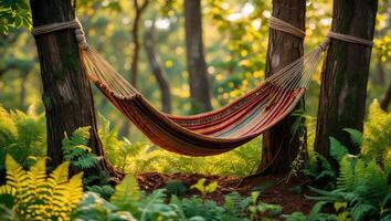 Hammock Relaxing in Forest with Lush Ferns and Sunlight photo