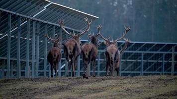 A group of deer, including two sparring, stands near rows of solar panels. The grassy terrain and dim lighting suggest an overcast day. video