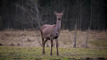 A deer stands alert in an open field with sparse grass and bare soil, surrounded by leafless trees. The muted tones suggest a colder season. video