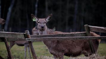 A deer stands near a weathered wooden fence in a field with scattered hay. Additional deer are visible near the edge of a dark forested area. video