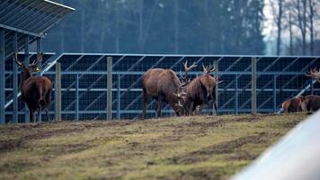 A group of deer with large antlers stands on grass near solar panels on metal frames. A wire fence and a forested area are visible in the background. video