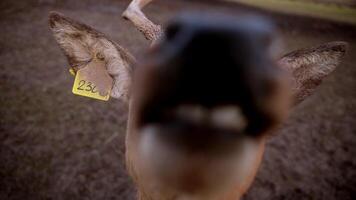 A detailed view of a deer with antlers, featuring a yellow ear tag labeled 2360. The background shows muddy ground with sparse vegetation. video