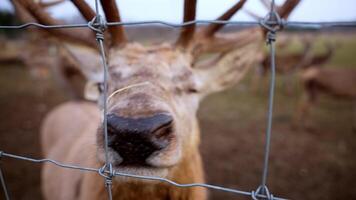 A deer with large antlers stands behind a wire fence, its head turned slightly. Other deer are visible in a grassy field under an overcast sky. video