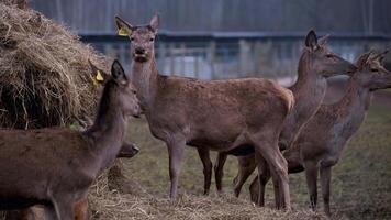 A group of deer, some with yellow ear tags, stands near a hay pile in a fenced area. Bare trees and an overcast sky suggest a colder season. video