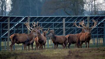 A group of deer with large antlers stands in an enclosed area with metal fencing, earthy ground, solar panels in the background, and distant trees. video