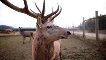 A deer with branching antlers stands near a wire fence and wooden posts. Another deer, hay bales, and a dirt path are visible under an overcast sky. video