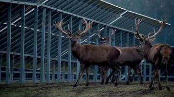 A group of deer with large antlers walks near metal frame structures, possibly solar panels, with a dimly lit forest in the background. video