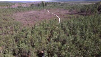 A long wooden boardwalk winds through a wetland with sparse vegetation, shrubs, and small trees, leading toward a dense forest under a clear blue sky. video