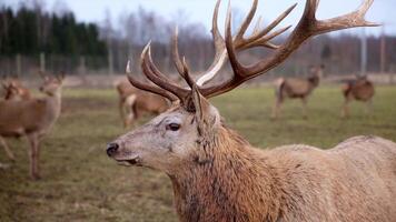 A close up of a deer with large antlers in a grassy field, with other deer in the background. Bare trees and a forested area are visible under an overcast sky. video