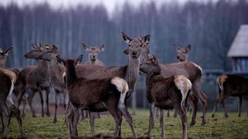 A group of deer stands in an open field during a colder season, with leafless trees in the background and a slanted roof structure on the right. video