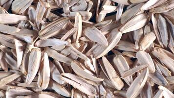 Numerous light beige sunflower seed shells with brown streaks are scattered, creating a textured and detailed composition across the frame. video