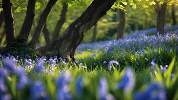 Blooming Bluebell Meadow in Woodland with Sunlight Streaming Through Trees photo