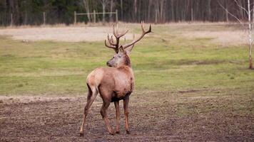 A deer with branching antlers stands on open ground, surrounded by grass and bare soil. Leafless trees and a faint wooden fence are visible in the background. video