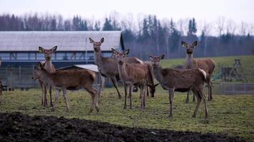 A group of deer stands on a grassy field near a barn like structure, with fenced enclosures, playground equipment, and bare trees under an overcast sky. video