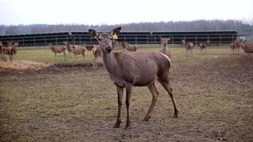 A group of deer stands in a grassy field, one with a yellow ear tag. Solar panels and bare trees in the background suggest a colder season. video