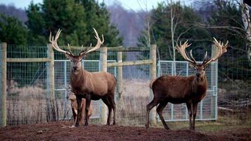 Two deer with intricate antlers stand on soil, surrounded by sparse trees and evergreen foliage, within a fenced and managed wildlife environment. video