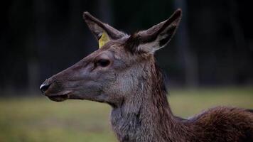 A deer with a yellow ear tag marked 22 04 stands alert against a blurred background of dark trees and an open field in a wildlife reserve. video