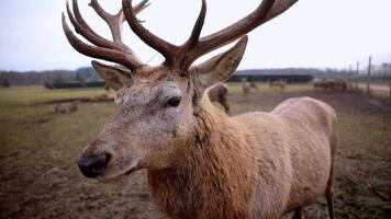 Close up of a tagged deer with branching antlers in a fenced field. Additional deer, hay bales, and sparse trees are visible under a cloudy sky. video