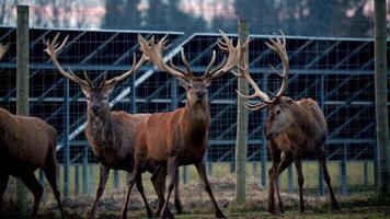 Three deer with antlers stand in a fenced area, surrounded by metal structures and a fading evening sky, blending natural and man made elements. video