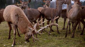 A stag with large antlers grazes in the foreground of a grassy area, surrounded by attentive deer. Trees and indistinct structures are visible in the background. video