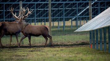 A large deer with prominent antlers stands by a wire fence in front of rows of solar panels, with grass and sparse trees visible in the background. video